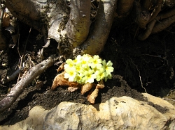 I fiori che segnano la fine dell'inverno, erica e primule - marzo 2012